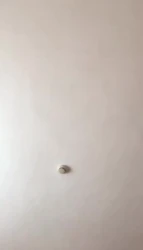 抽插偷情少妇的瞬间真刺激