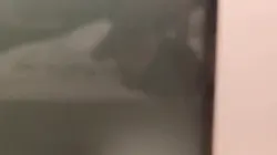 操大理小母狗