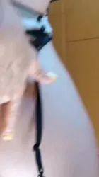 近期小片段