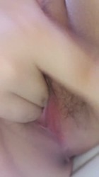 网调狗狗流水