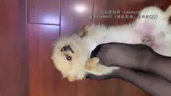 黑丝虐狗 高跟踩奴 踢档