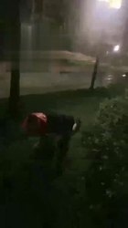 户外小区楼下 随便遛一下狗