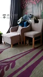 抓个狗子洗圣水浴