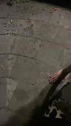 户外遛狗