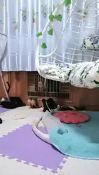 滴蜡鞭打跪拜