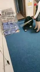 调只黑獒