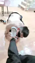 打完狗子屁股让狗子好好养伤恋足 舔鞋溜狗 直接圣水贱狗
