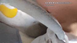 道服萌妹 原味袜子踩狗裆 pov跺狗脸