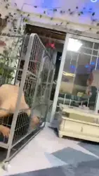 家奴高清