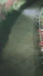 野外调教 遛狗 舔脚 钻跨
