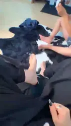 逛街一天 回家发现有只狗在门口