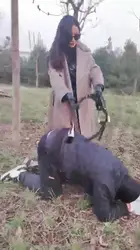 户外骑马 调教