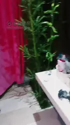 认主仪式