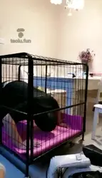 双奴一主舔靴底口水踩踏食物