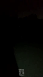 野外遛狗 野外学狗尿尿