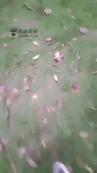野外虐贱狗 口水虐乳