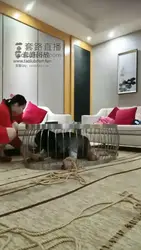 酒店茶几当道具
