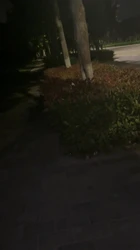 大晚上户外露出吃鸡操逼老刺激了（合集看简）