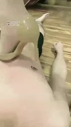 高跟虐瘦狗 发泄