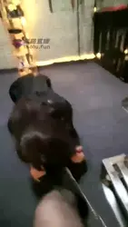 全包捆绑皮靴虐女m