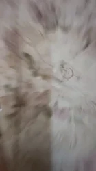 05艺术学妹沙发后入啪啪