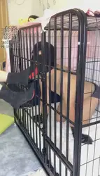 圈养：怎么养狗怎么养你