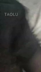 悦悦殿下 黑丝长腿 首次虐狗