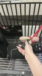 2个女王调教被圈养的男奴