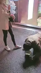 幼稚园的小太子 酒吧门口雨中要饭 精彩户外调教