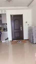 拳击狗脸晨练踩踩全体重头上跳舞爆