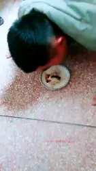 在户外餐厅里调教贱狗