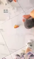 午睡起来玩玩贱狗 舔鞋 舔脚 踩踏 虐乳