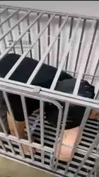 拉出来玩玩 赐圣水