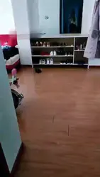 大过年狗找虐