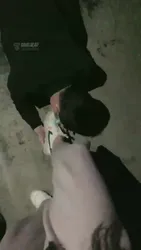 高清 惩罚敢偷我的内裤的小偷