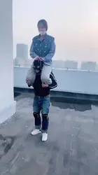 天台溜溜狗