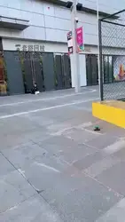 二宝 强制狗跪商场门口 路人无数 强制见美女磕头要钱 见情侣唱歌跪拜