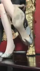 强制炸精两波 恋足 厕奴
