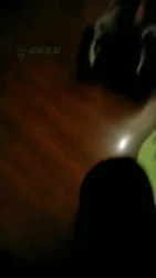 新s首播玩狗狗