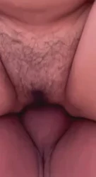 东北母猪