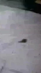 户外耳光调教踢裆