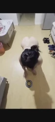 训练985硕士母狗爬行喝圣水