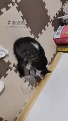 调教新的母狗