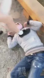 公园遛狗